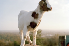 Goat-Skinner-boxes-and-crumbs