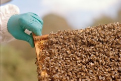 The-Bee-Keeper-and-his-Bees-3-by-William-Alexander