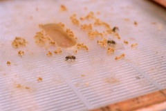 The-Bee-Keeper-and-his-Bees-4-by-William-Alexander